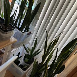 Indoor Plants $15 Each