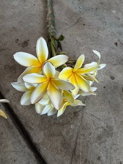 Cutting plumeria