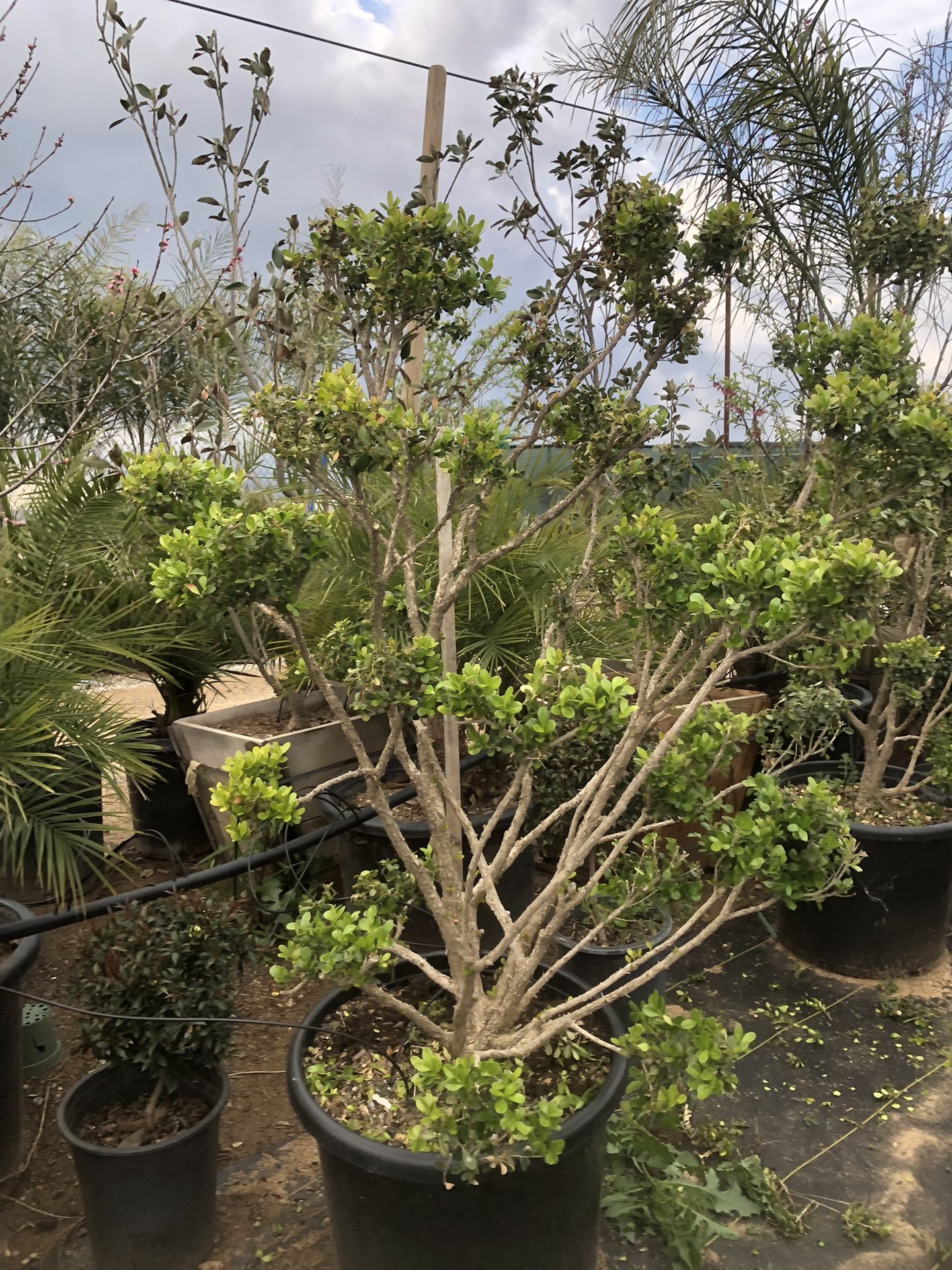 Boxwood Topiary Bonsai