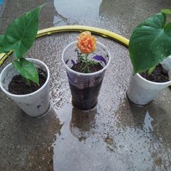 Plantas $2 Cada Una 