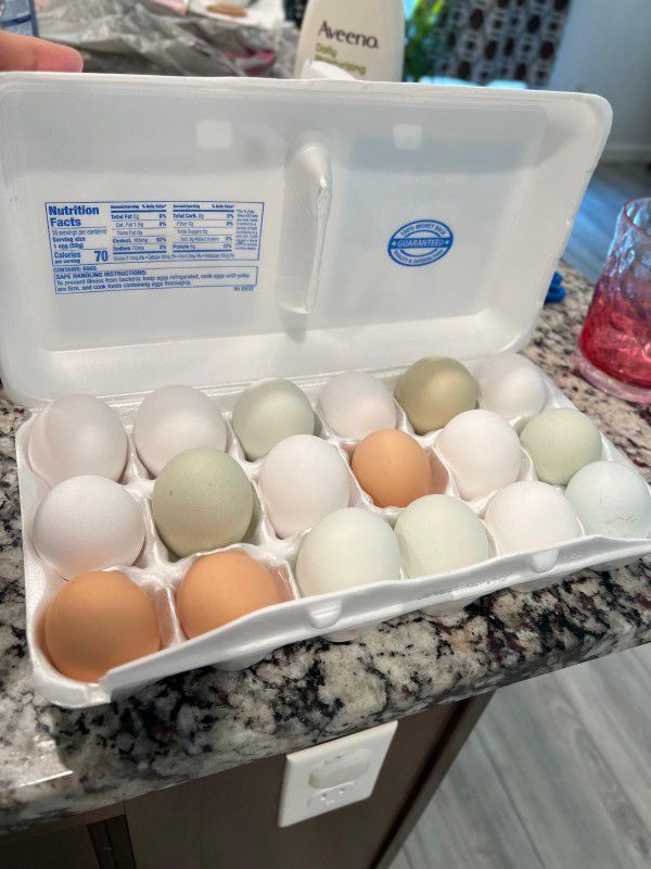 12 Organic Chicken Eggs For $5