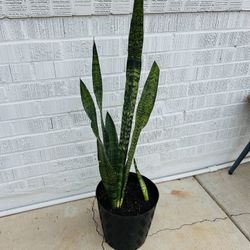 Snake plant 20