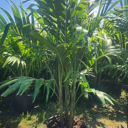 Beautiful Christmas Palms About 6 Feet Tall!!! Adonidias Plants! Fertilized 