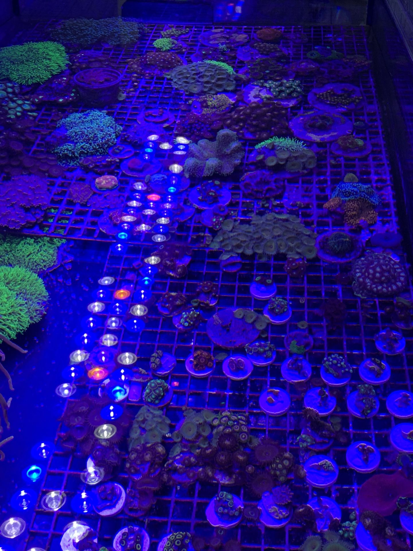 Coral Frags, Aquarium Decor 