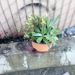 Plants