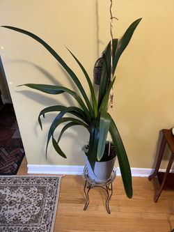 🌹Amaryllis  (red) 45” Tall Plant🌹