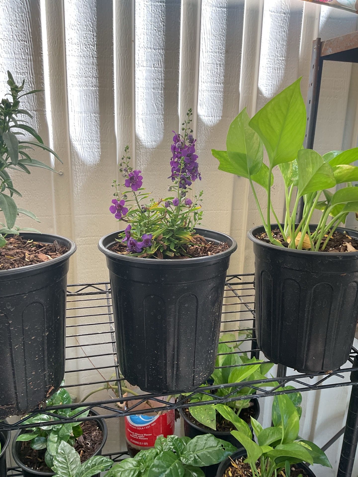Rocket larkspur plant