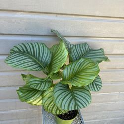 6” calathea orbifolia