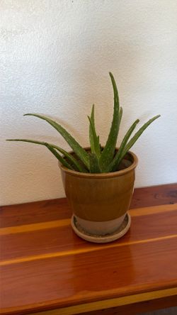 🌿 Moving Sale – Healthy Aloe Vera Plant in Decorative Ceramic Pot