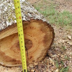Hickory tree logs