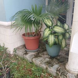 Potted Plants