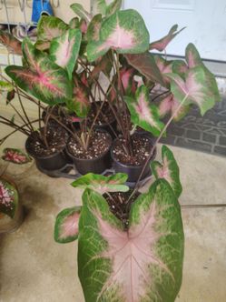 Caladium plants