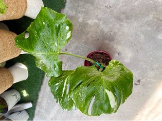 Plants (6”pot💚Monstera Thai Con )
