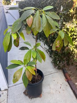 Avocado tree