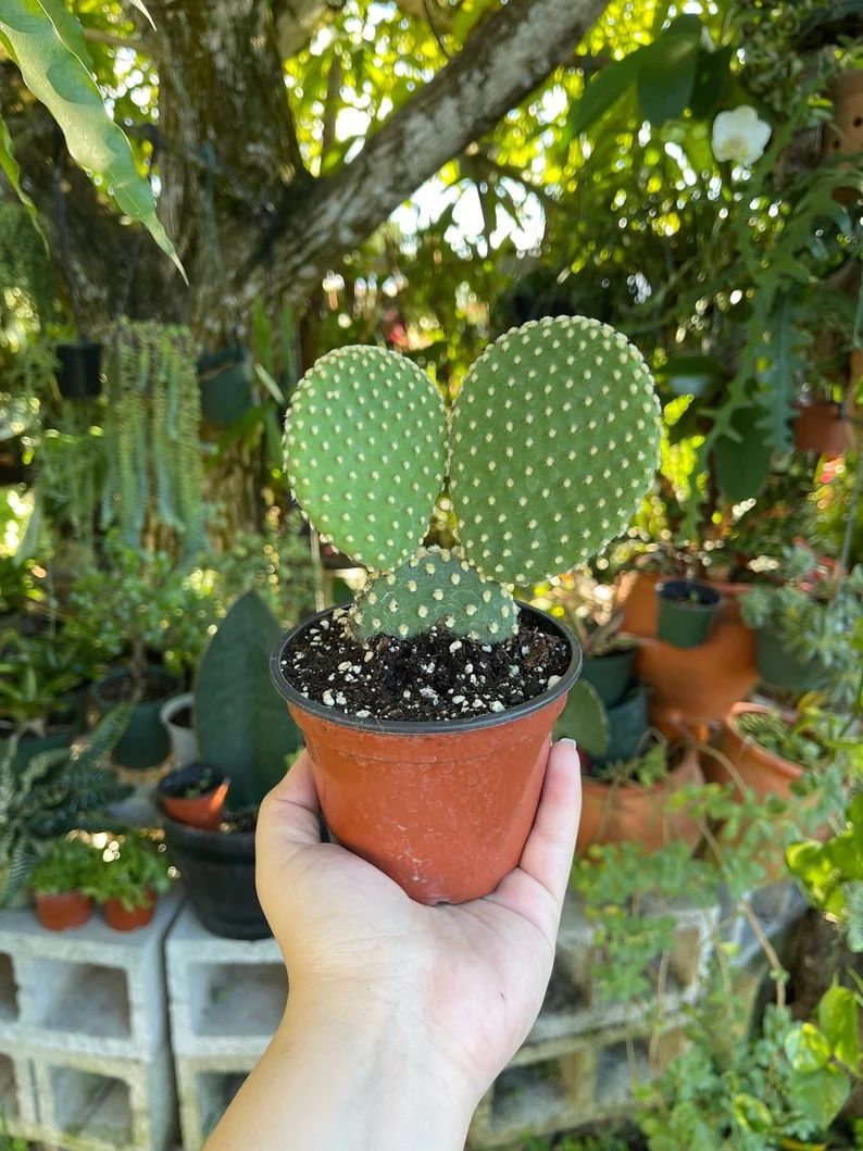 Bunny Ears Cactus Succulents, Many To Choose From.