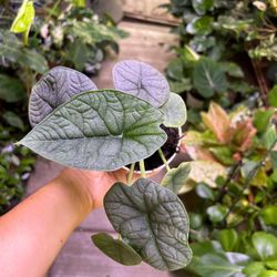 4” Alocasia Melo