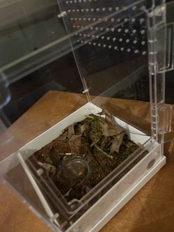 Acrylic Reptile or Invertebrate Enclosure
