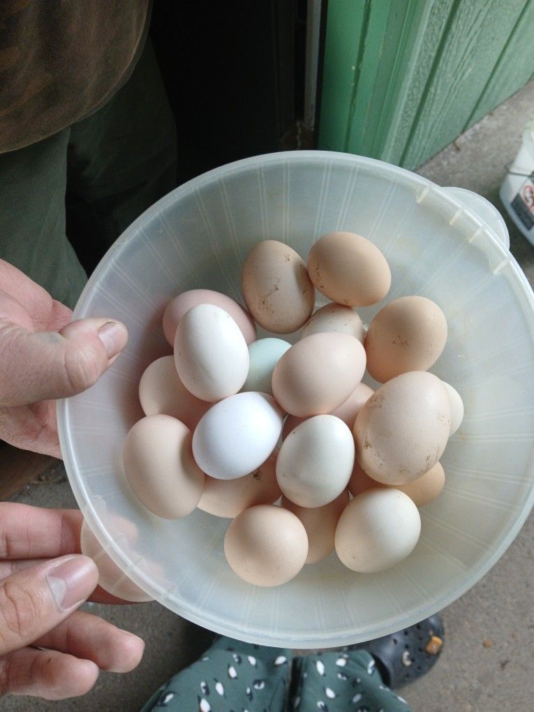 Eggs