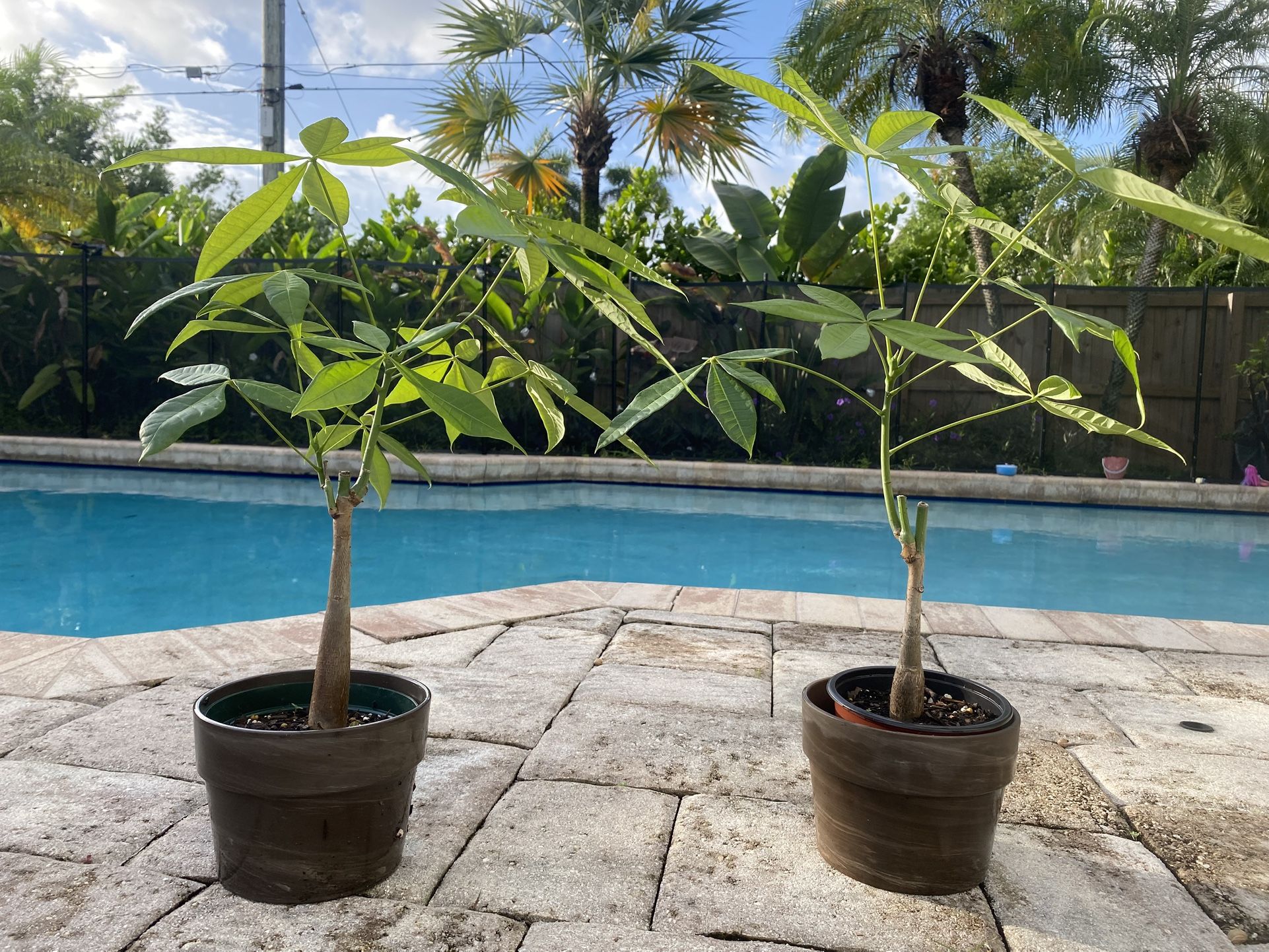 Money Trees w/Ceramic Planters