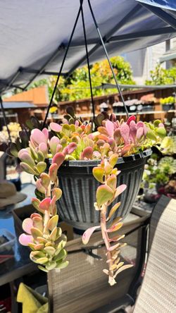 Trailing jade in 10” hanging pot