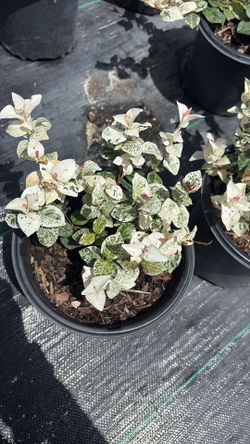 Snow N Summer Plant – 1 Gallon Pot Only $10 🌿