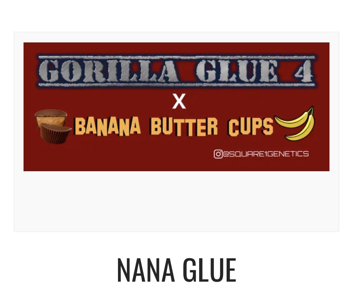 Nana Glue Square1 Genetics Seeds