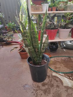 Snake Plant