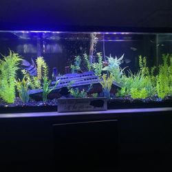 55 Gallon Tank