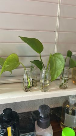 Ivy plant in bottle