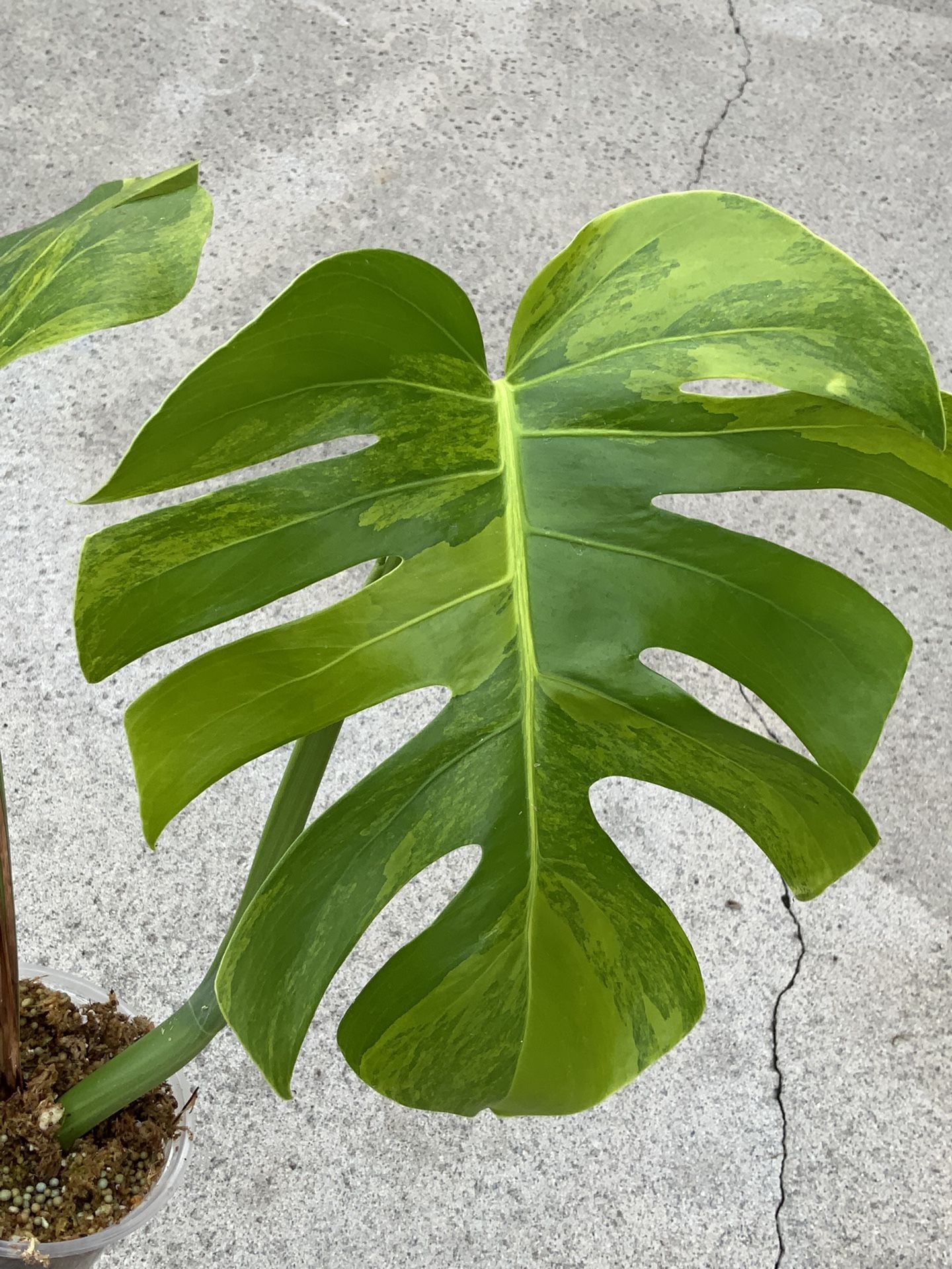 Monstera Borsigiana Aurea Variegated