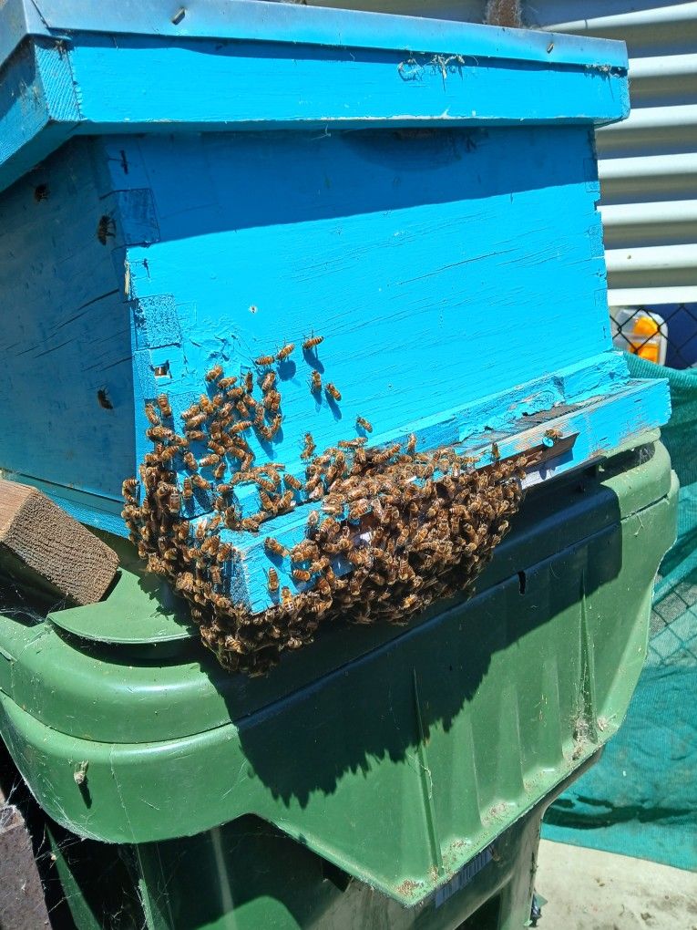 Bee Removal