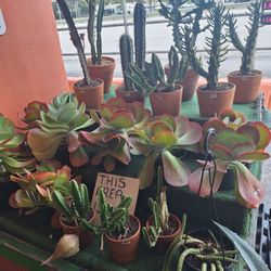 11/30-01 This Weekend Selection At Jason's Local Garden Located In New River Grove In Davie  5660 Griffin Road 