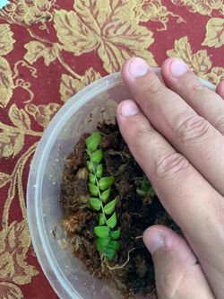 Marcgravia umbellata plant 🪴