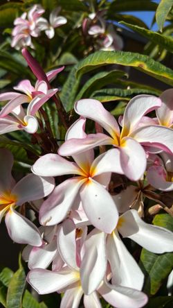 Rainbow plumeria
