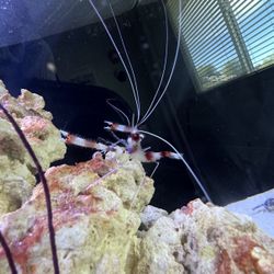 coral banded shrimp
