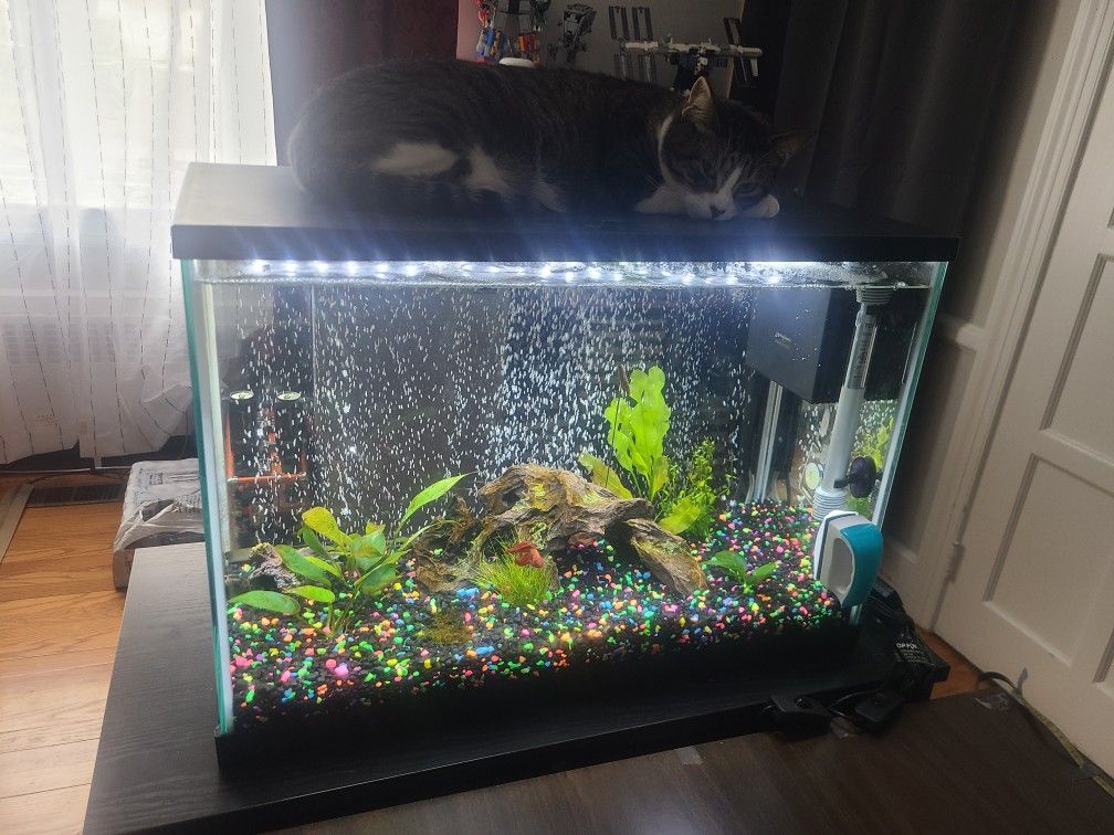20 (Twenty) Gallon Fish Tank Set-up