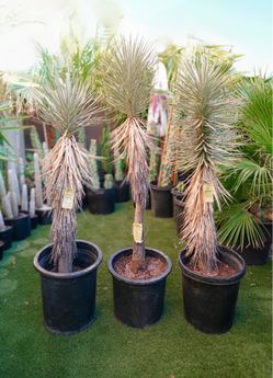 Fully Rooted 4 - 4 1/2 Foot Joshua Tree