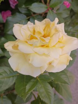 Sunshine daydream rose bush