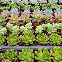 Succulents And Cactus 