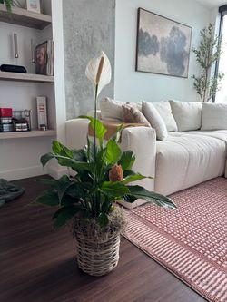 Healthy Peace Lilly plant in pot