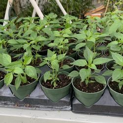 Thai Hot Chili Pepper Plant(4 Inch Cup) 2 For $10, 1 For $6