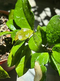 Hoya carnosa