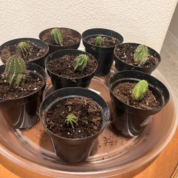 Mini Cinnamon Cactus Starts