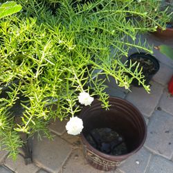 White Rallito De Sol