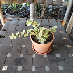 Live Succulent Plant