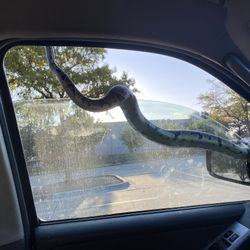 Python, Ball, Reg. Five Years