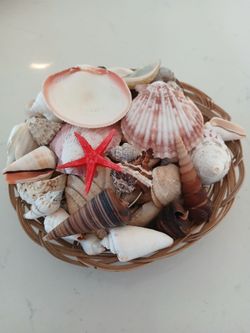 Basket of decorative seashells