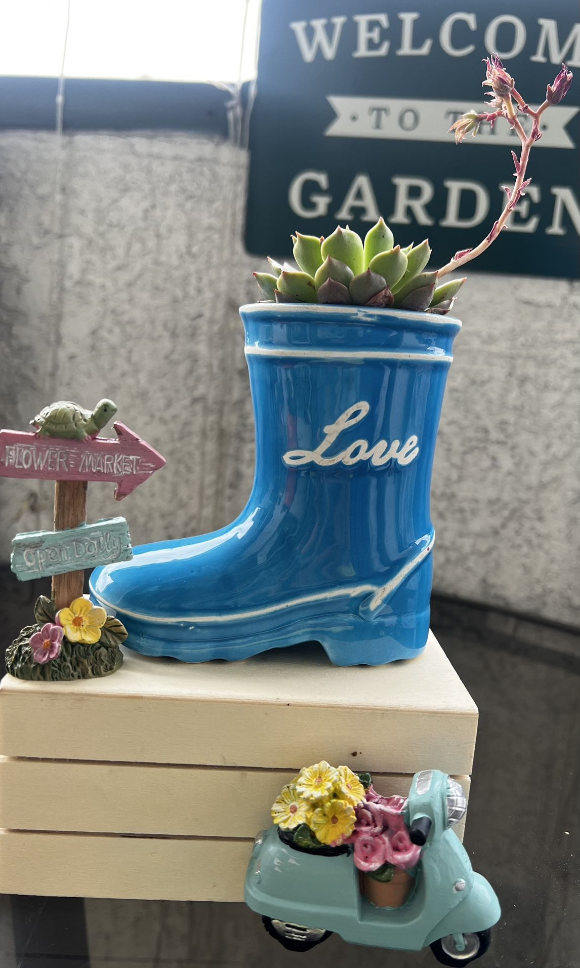 Succulent Arrangements