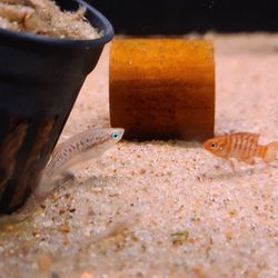 Freshwater Aquarium Shop In Orlando Fish Sale
