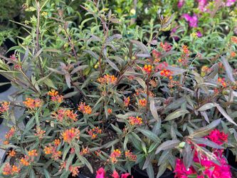 Milkweed three different colors 5 gallon pots15$ each